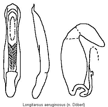 LONGITARSUS AERUGINOSUS