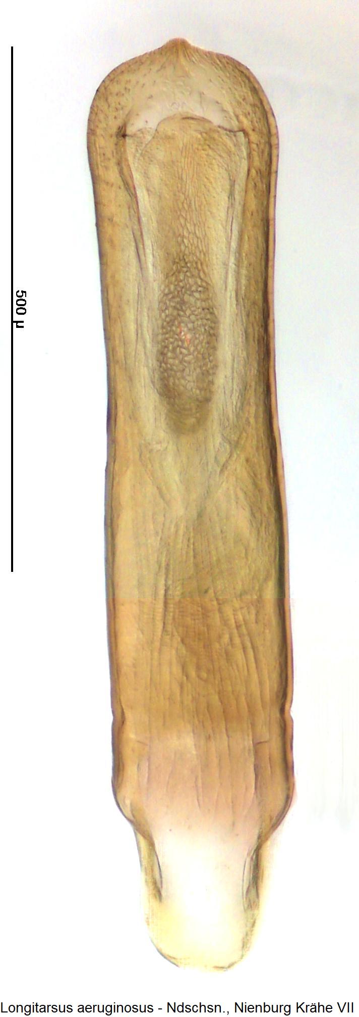 LONGITARSUS AERUGINOSUS