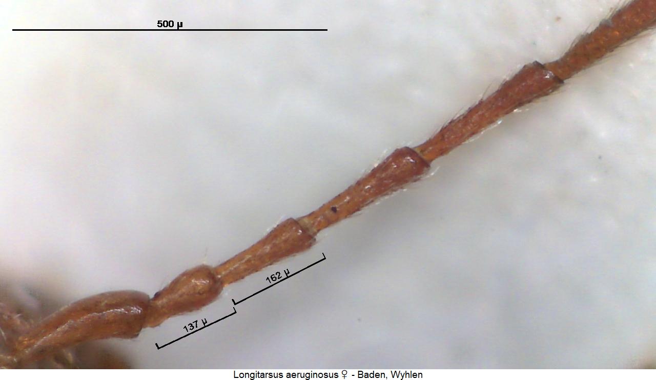 LONGITARSUS AERUGINOSUS