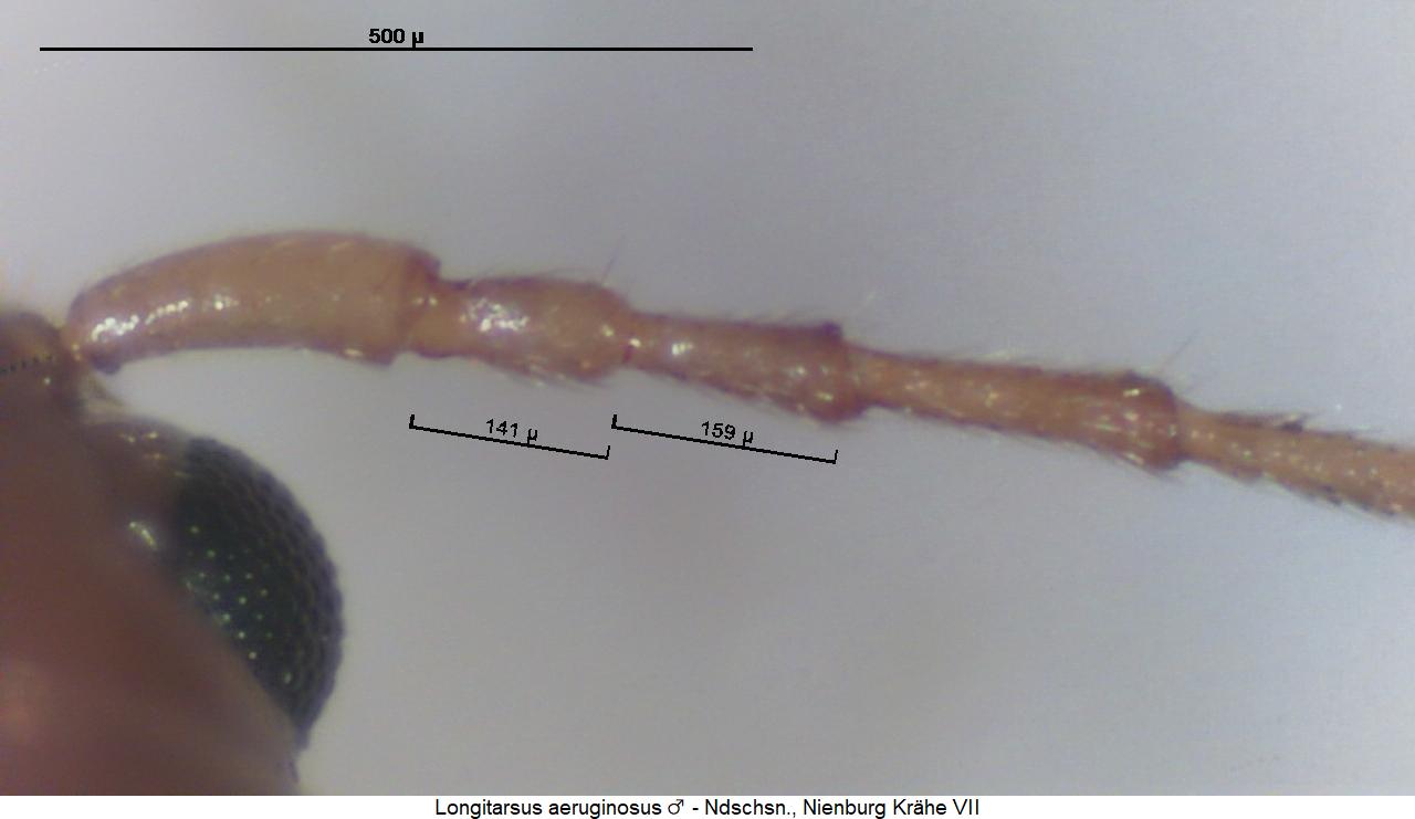 LONGITARSUS AERUGINOSUS