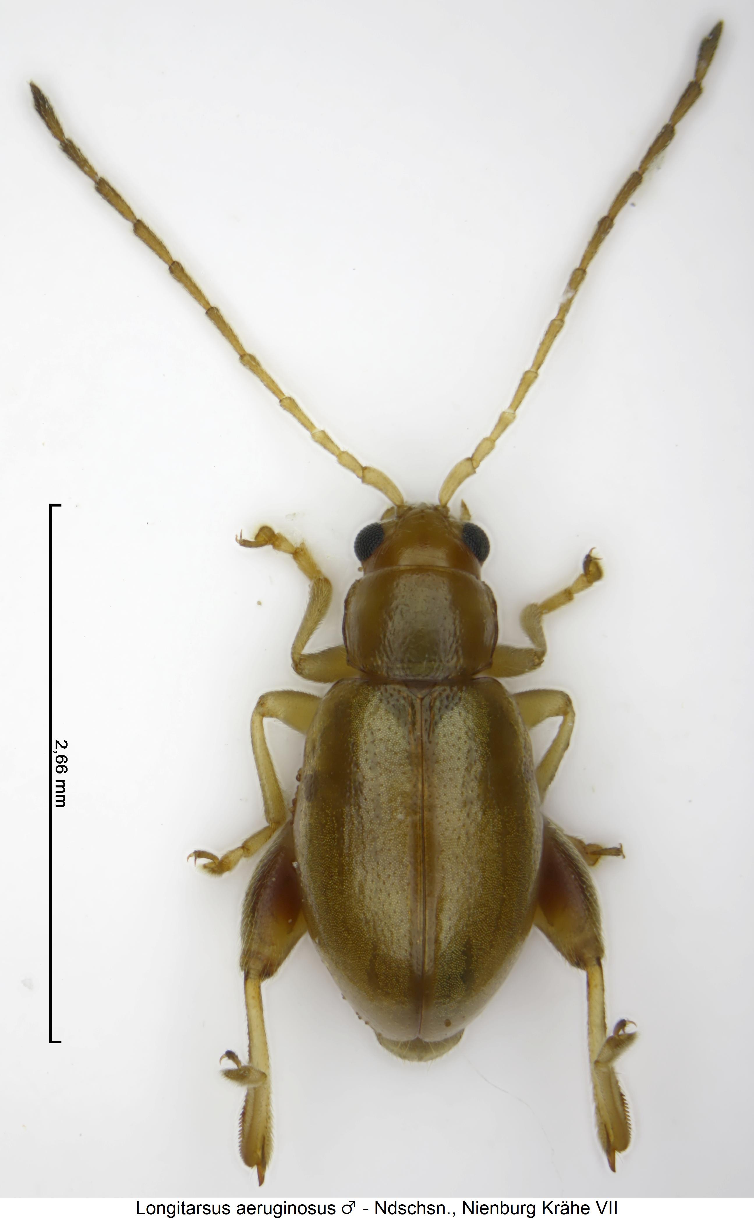 LONGITARSUS AERUGINOSUS