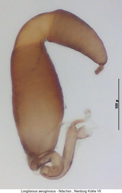 LONGITARSUS AERUGINOSUS