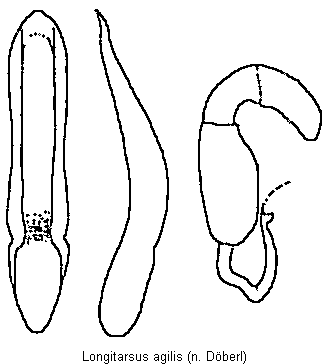LONGITARSUS AGILIS