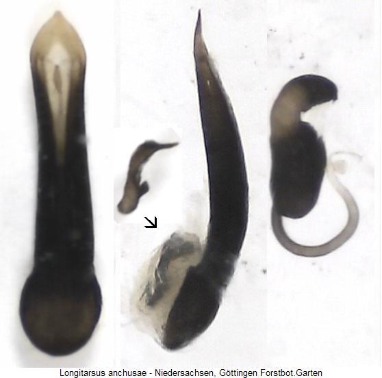 LONGITARSUS ANCHUSAE