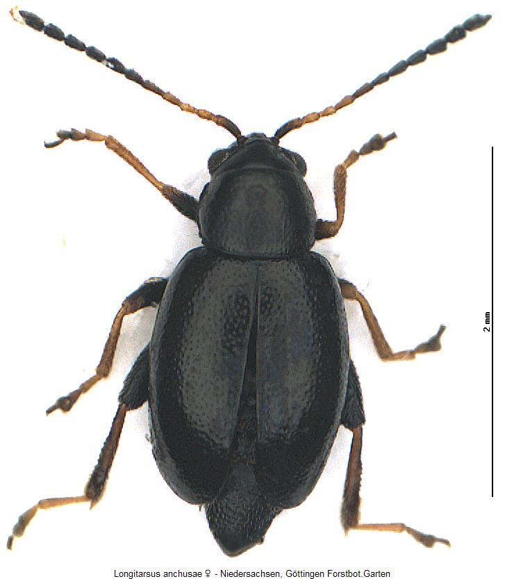LONGITARSUS ANCHUSAE