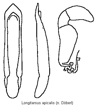 LONGITARSUS APICALIS