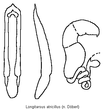 LONGITARSUS ATRICILLUS