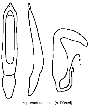 LONGITARSUS AUSTRALIS