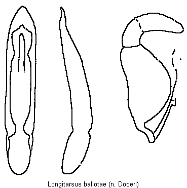 LONGITARSUS BALLOTAE