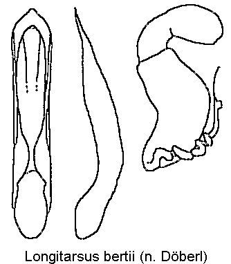 LONGITARSUS BERTII