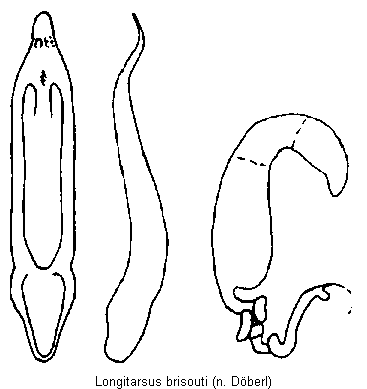 LONGITARSUS BRISOUTI