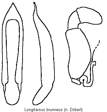 LONGITARSUS BRUNNEUS