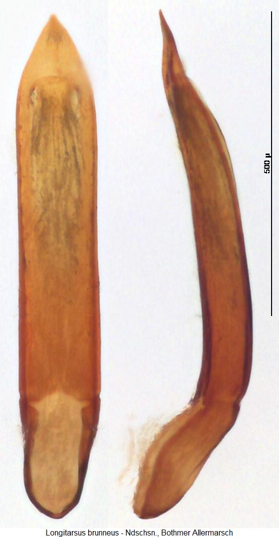 LONGITARSUS BRUNNEUS1