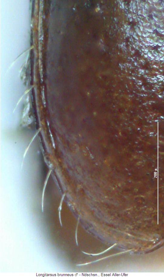 LONGITARSUS BRUNNEUS