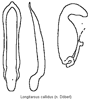 LONGITARSUS CALLIDUS