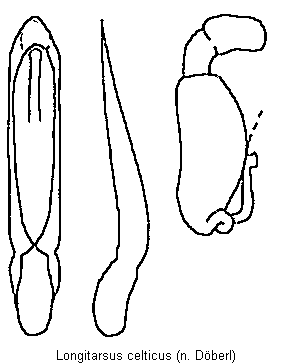 LONGITARSUS CELTICUS