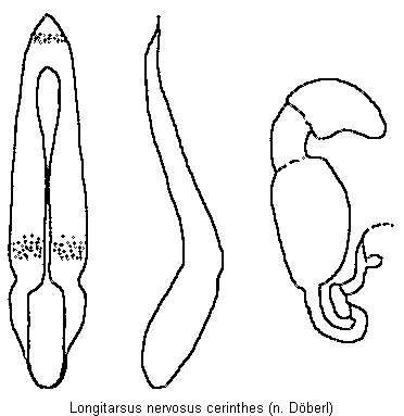 LONGITARSUS CERINTHES