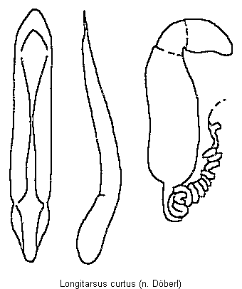 LONGITARSUS CURTUS