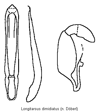 LONGITARSUS DIMIDIATUS
