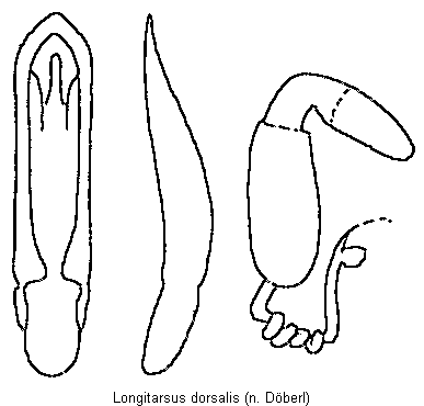 LONGITARSUS DORSALIS