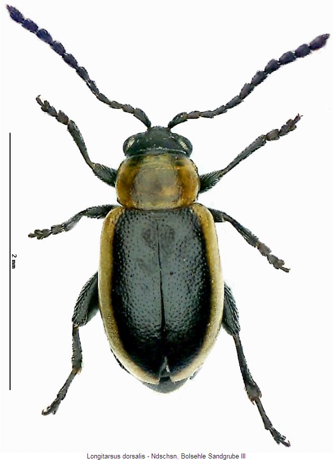 LONGITARSUS DORSALIS