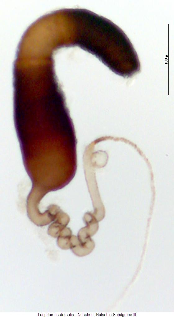 LONGITARSUS DORSALIS