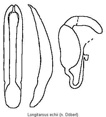 LONGITARSUS ECHII