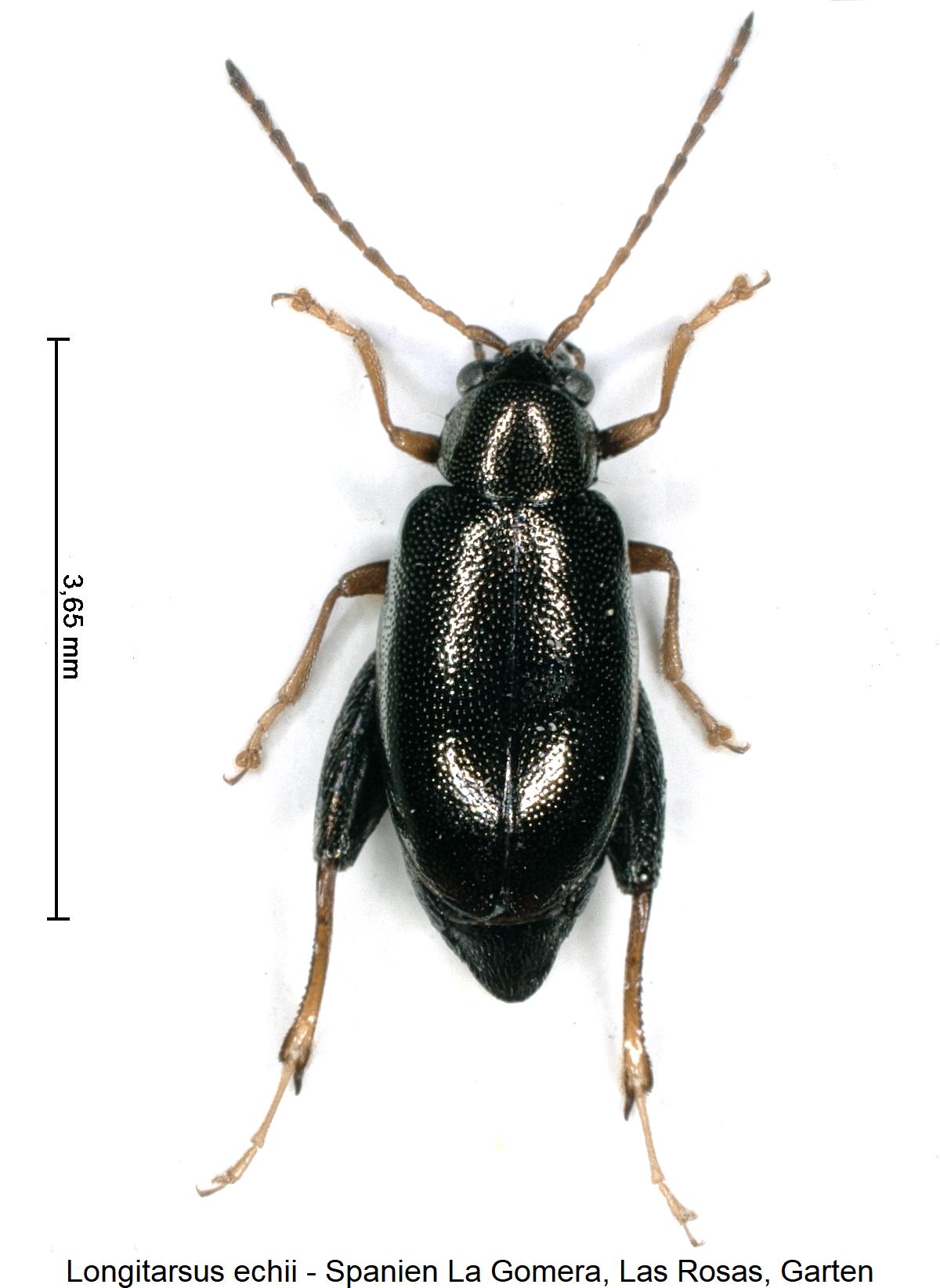 LONGITARSUS ECHII