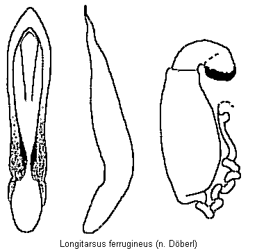 LONGITARSUS FERRUGINEUS