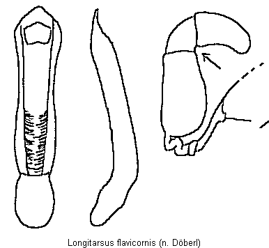 LONGITARSUS FLAVICORNIS
