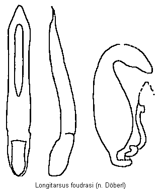 LONGITARSUS FOUDRASI