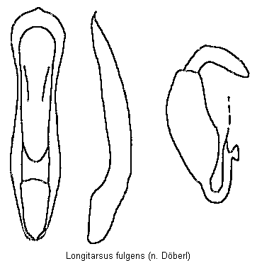 LONGITARSUS FULGENS