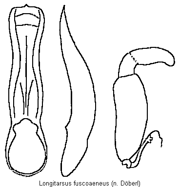 LONGITARSUS FUSCOAENEUS