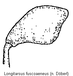 LONGITARSUS FUSCOAENEUS