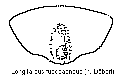 LONGITARSUS FUSCOAENEUS