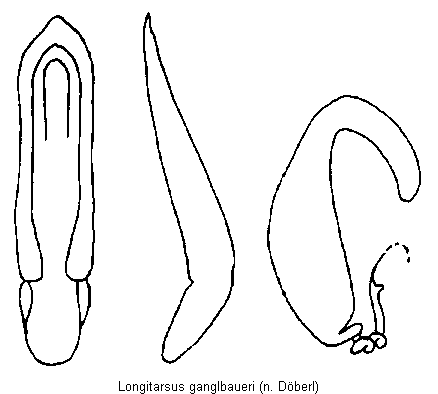 LONGITARSUS GANGLBAUERI