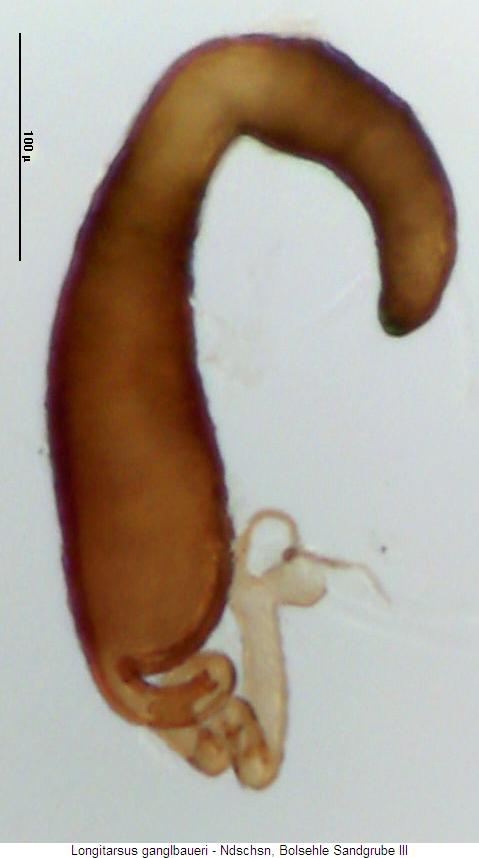 LONGITARSUS GANGLBAUERI