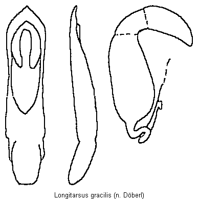 LONGITARSUS GRACILIS