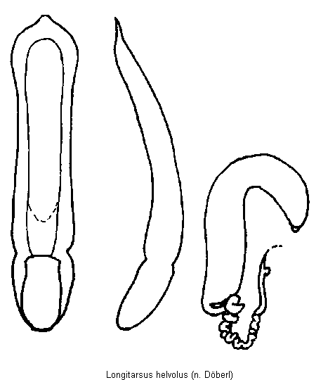 LONGITARSUS HELVOLUS