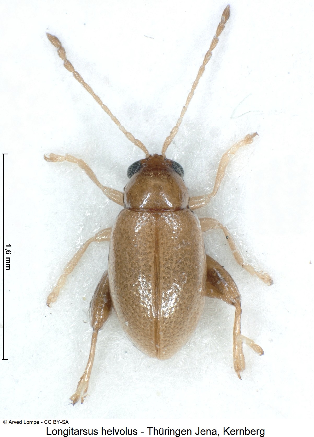 LONGITARSUS HELVOLUS