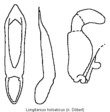 LONGITARSUS HOLSATICUS