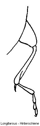 LONGITARSUS HSCHN