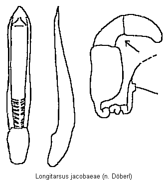 LONGITARSUS JACOBAEAE