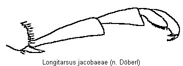 LONGITARSUS JACOBAEAE