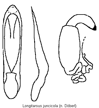 LONGITARSUS JUNCICOLA