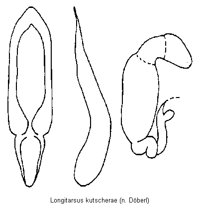 LONGITARSUS KUTSCHERAE