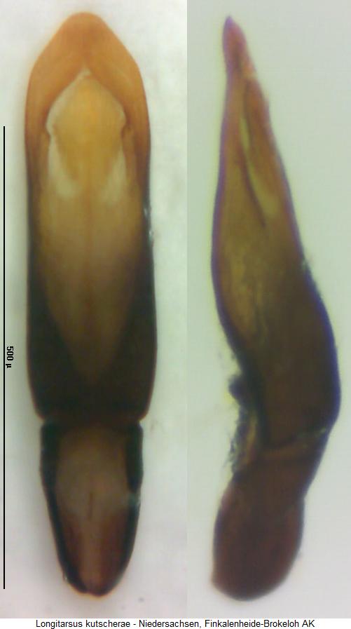 LONGITARSUS KUTSCHERAE