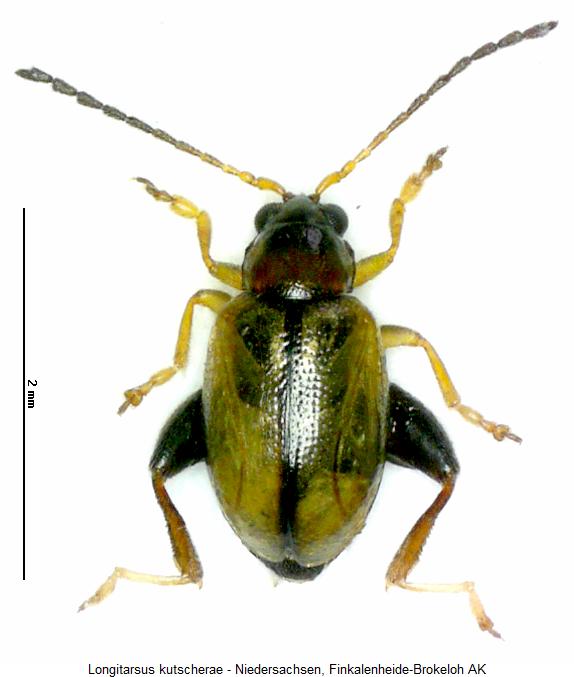 LONGITARSUS KUTSCHERAE