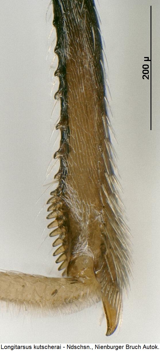LONGITARSUS KUTSCHERAI