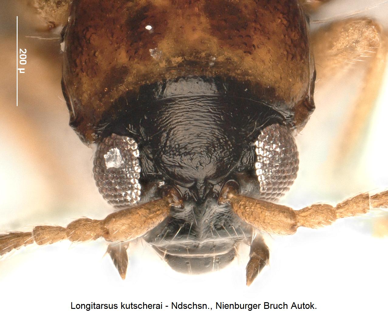 LONGITARSUS KUTSCHERAI